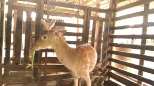 nhung hươu là gì