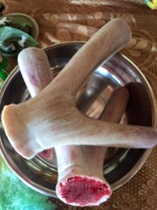 nhung hươu là gì, có công dụng gì