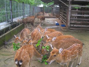 nhung hươu siberia