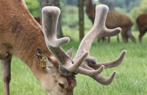 nhung hươu siberia nga