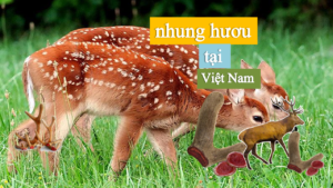 nhung hươu tại việt nam có rất nhiều loại