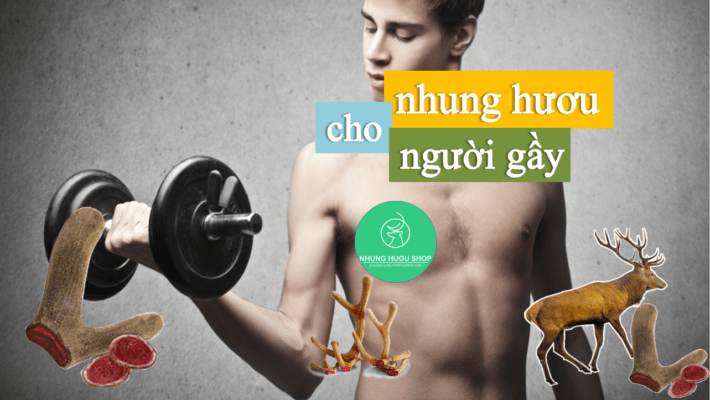 nhung hươu cho người gầy