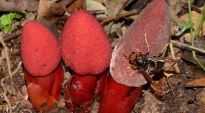 nấm ngọc cẩu giá bao nhiêu