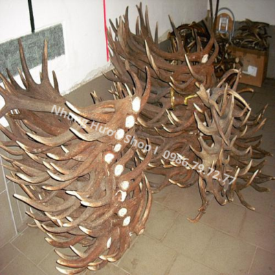 gạc hươu