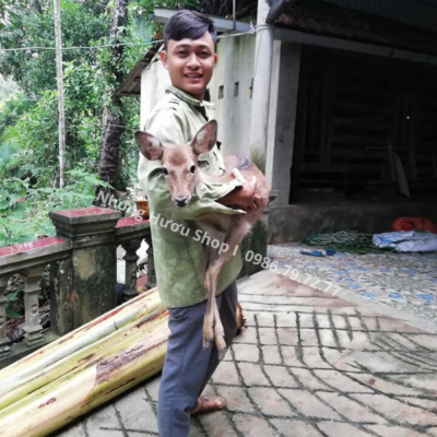 hươu giống hương sơn