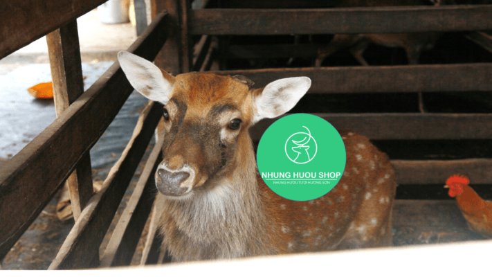 hươu giống hương sơn hà tĩnh