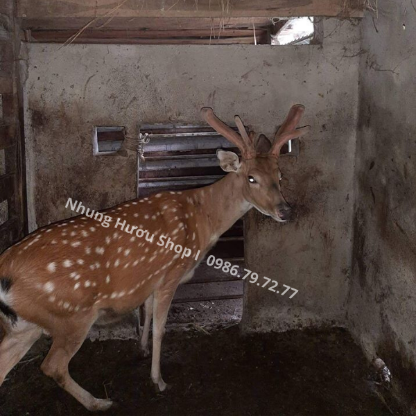 hươu giống hương sơn hà tĩnh