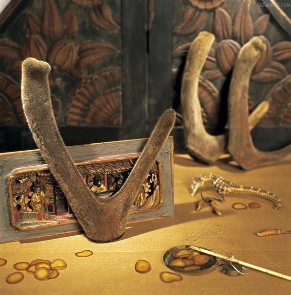 nhung hươu hương sơn và nhung hươu nga