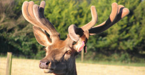 nhung hươu nga có tốt không