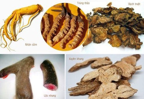 nhung hươu ngâm rượu với sâm