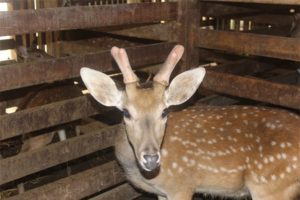 giá nhung hươu 2014