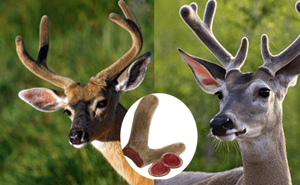 giá nhung hươu 2014