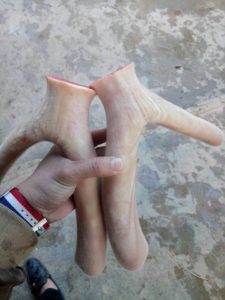 giá nhung hươu 2016