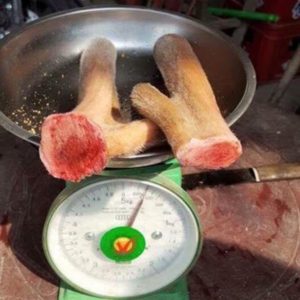 nhung hươu bao nhiêu tiền 1 lạng