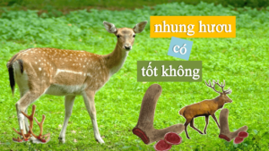 nhung hươu có mọc lại không