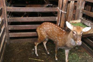 nhung hươu có tác dụng như thế nào