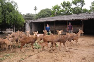 nhung hươu có mọc lại không