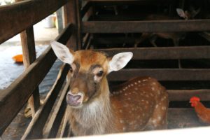 nhung hươu có tác dụng như thế nào