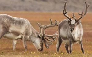 nhung hươu hàn quốc