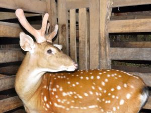 nhung hươu hàn quốc có tốt không