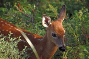 nhung hươu new zealand