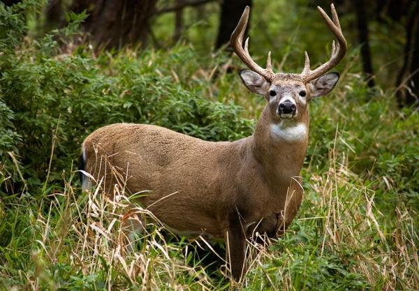 nhung hươu New Zealand