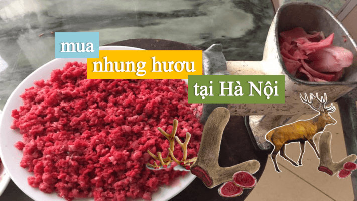 mua nhung hươu hà nội