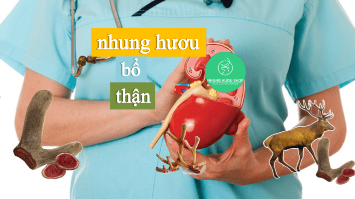 nhung hươu bổ thận