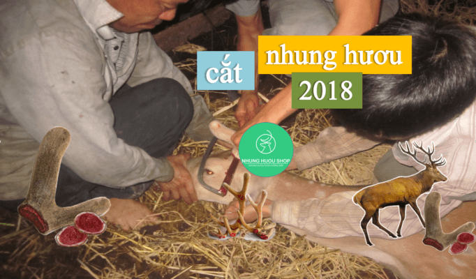 cách cắt nhung hươu