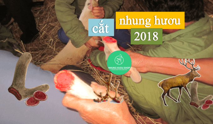 cắt nhung hươu