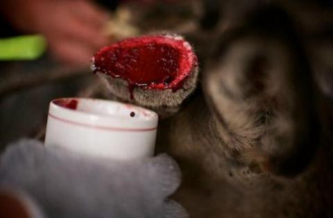 công dụng của huyết nhung hươu