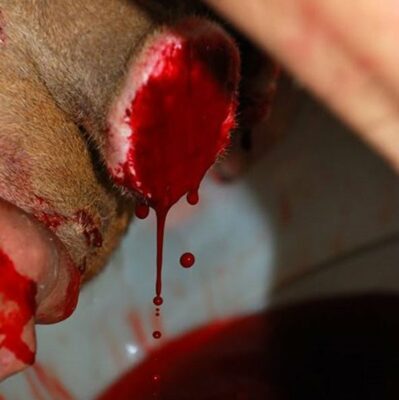 huyết nhung hươu huyết nhung hươu