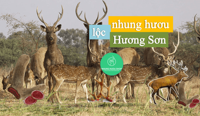 lộc nhung hương sơn lộc nhung hương sơn