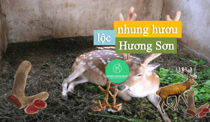 lộc nhung ở đâu tốt nhất lộc nhung ở đâu tốt nhất