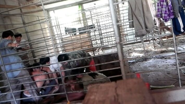 cắt nhung trực tiếp trên đầu