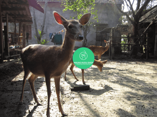 cửa hàng nhung hươu Hương Sơn Hà Tĩnh Việt Nam
