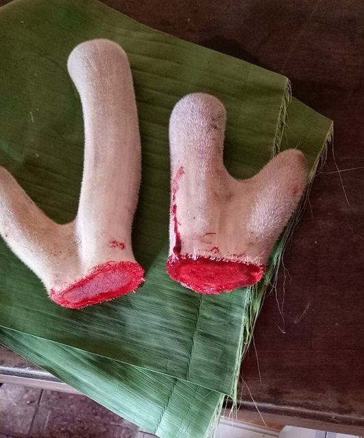 thu mua nhung hươu cao cấp