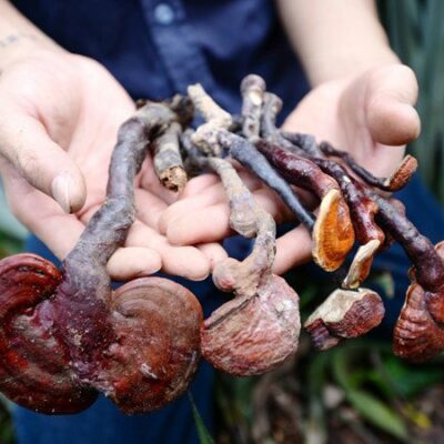 nấm lim xanh hương sơn