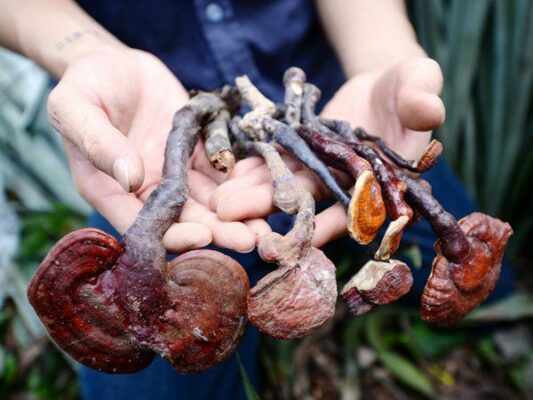 nấm lim xanh hương sơn