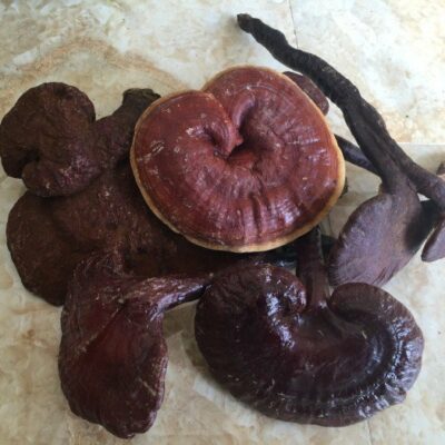 nấm lim xanh hương sơn hà tĩnh