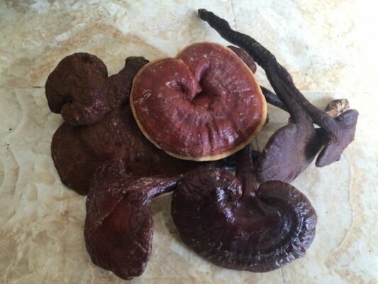 nấm lim xanh hương sơn hà tĩnh