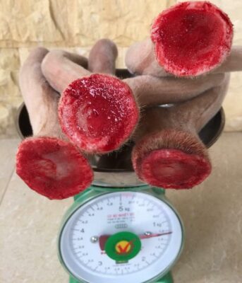 nhung hươu chữa yếu sinh lý