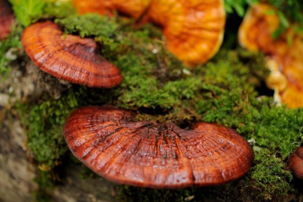 tác dụng của nấm lim xanh