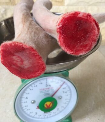 thần dược chữa yếu sinh lý nhung hươu