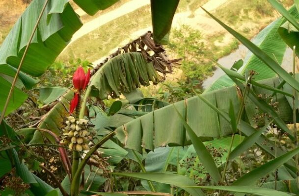 chuối hột rừng