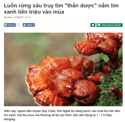 giá bán nấm lim xanh rừng