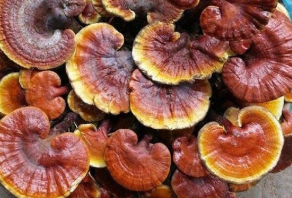 hướng dẫn sử dụng nấm lim xanh