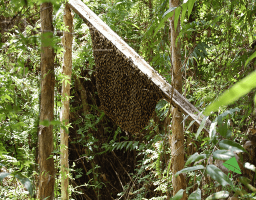 mật ong rừng hương sơn