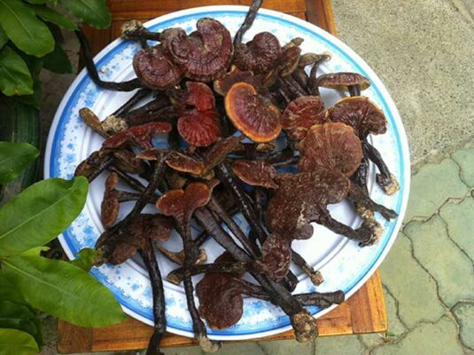 nấm lim xanh hương sơn