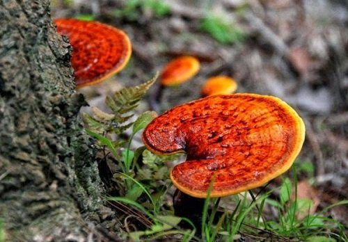 nấm lim xanh là gì